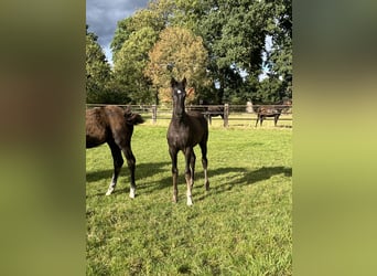 Oldenburg, Mare, Foal (05/2025), Black