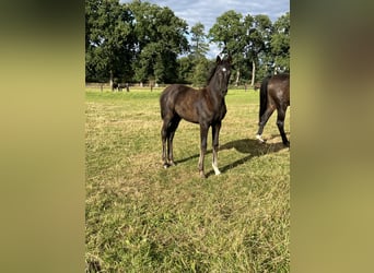 Oldenburg, Mare, Foal (05/2025), Black