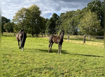 Oldenburg, Mare, Foal (05/2025), Black