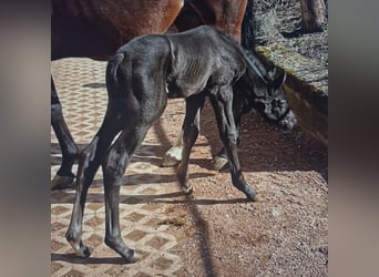 Oldenburg, Mare, , Black
