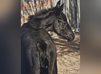 Oldenburg, Mare, , Black