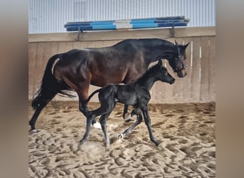 Oldenburg, Mare, , Black