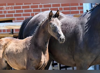 Oldenburg, Mare, Foal (03/2026), Black