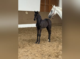 Oldenburg, Mare, , Black