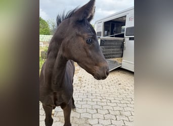 Oldenburg, Mare, , Black