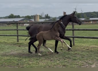 Oldenburg, Mare, Foal (05/2025), Black