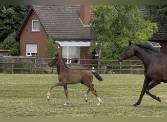 Oldenburg, Mare, Foal (05/2025), Black
