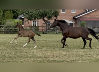Oldenburg, Mare, Foal (05/2025), Black