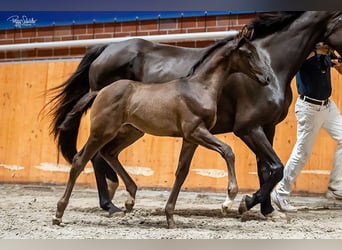 Oldenburg, Mare, , Black