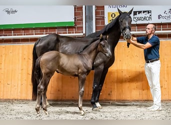 Oldenburg, Mare, , Black