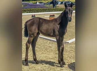 Oldenburg, Mare, Foal (05/2024), Black