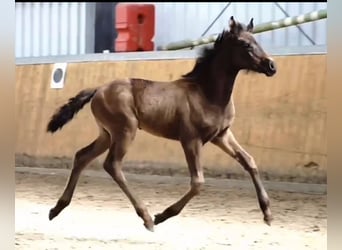 Oldenburg, Mare, Foal (05/2024), Black