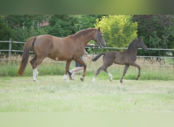 Oldenburg, Mare, , Black