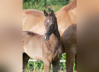 Oldenburg, Mare, , Black