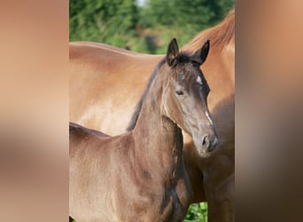 Oldenburg, Mare, , Black