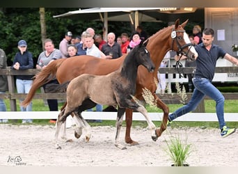 Oldenburg, Mare, Foal (03/2025), Black