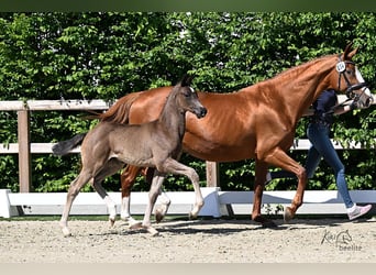 Oldenburg, Mare, , Black