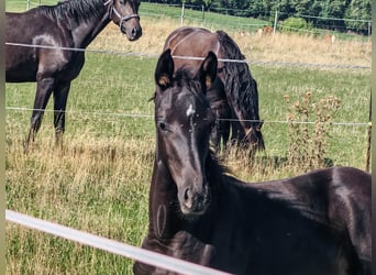 Oldenburg, Mare, Foal (01/2026), Black