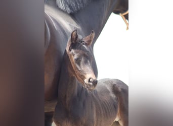Oldenburg, Mare, Foal (04/2023), Black