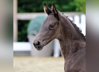 Oldenburg, Mare, Foal (04/2026), Black