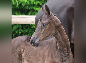 Oldenburg, Mare, Foal (03/2026), Black