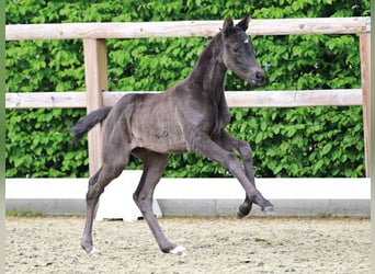 Oldenburg, Mare, Foal (04/2026), Black