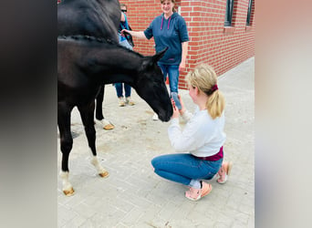 Oldenburg, Mare, Foal (04/2024), Black