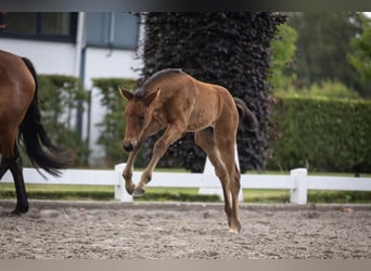 Oldenburg, Mare, Foal (05/2026), Brown