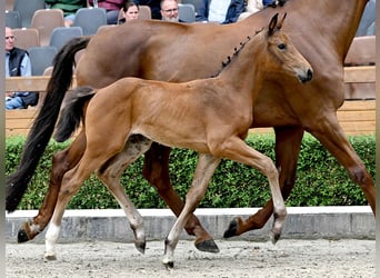 Oldenburg, Mare, Foal (05/2025), Brown