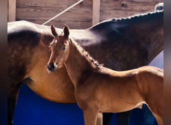 Oldenburg, Mare, , Brown