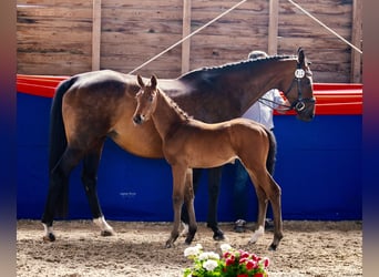 Oldenburg, Mare, , Brown