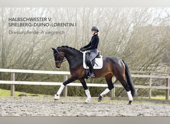 Oldenburg, Mare, Foal (06/2026), Brown