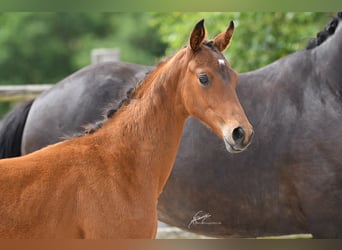 Oldenburg, Mare, Foal (01/2025), Brown