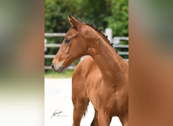 Oldenburg, Mare, Foal (01/2025), Brown