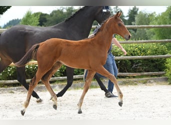 Oldenburg, Mare, Foal (01/2025), Brown