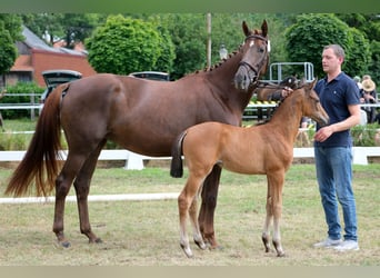 Oldenburg, Mare, Foal (05/2025), Brown