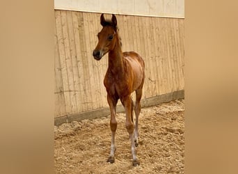 Oldenburg, Mare, Foal (05/2025), Brown