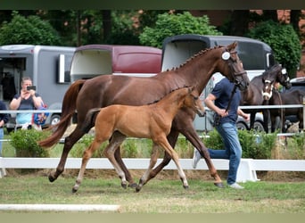Oldenburg, Mare, Foal (05/2025), Brown