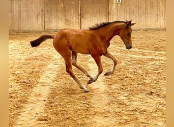 Oldenburg, Mare, Foal (05/2025), Brown