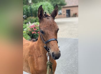 Oldenburg, Mare, Foal (05/2025), Brown