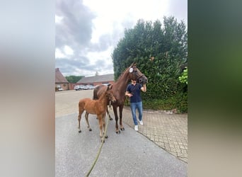 Oldenburg, Mare, Foal (05/2025), Brown