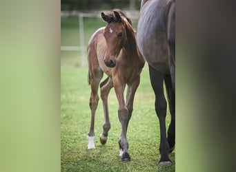 Oldenburg, Mare, Foal (05/2025), Brown