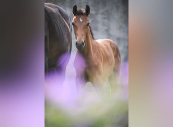 Oldenburg, Mare, Foal (05/2025), Brown