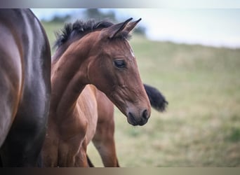 Oldenburg, Mare, Foal (05/2025), Brown