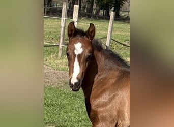 Oldenburg, Mare, Foal (03/2026), Brown