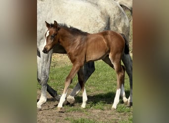 Oldenburg, Mare, Foal (03/2026), Brown