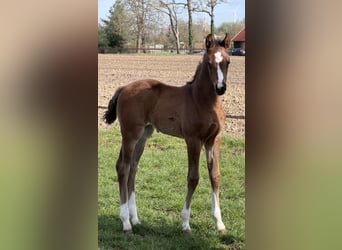 Oldenburg, Mare, Foal (03/2026), Brown