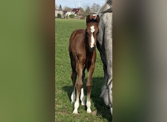 Oldenburg, Mare, Foal (03/2026), Brown