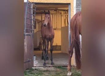 Oldenburg, Mare, Foal (03/2026), Brown