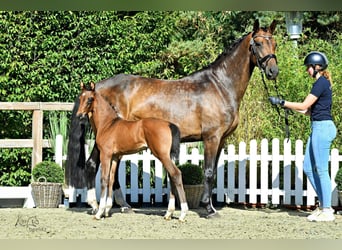 Oldenburg, Mare, Foal (07/2026), Brown